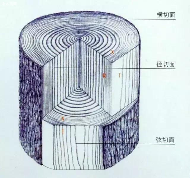 想增加对木材的识别能力首先要从树干的组成和构造入手