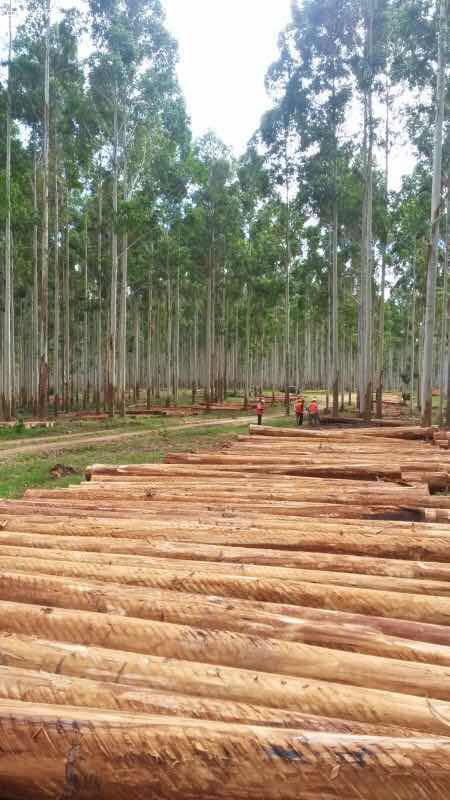 澳洲尤加利原木原产地直销