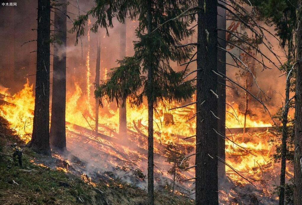 截止9月8日俄罗斯境内共有面积超过813公顷15处森林火灾
