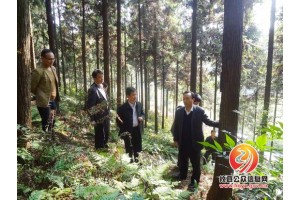 湖南省林业厅考察攸县国家木材战略储备项目建设