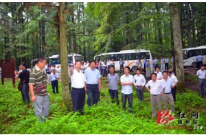 湖南省木材战略储备基地建设现场会在靖州召开