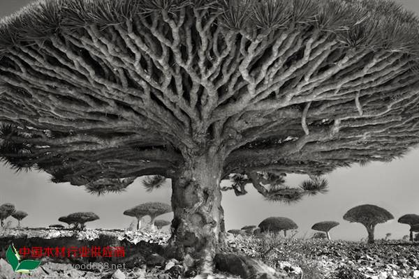 摄影师花14年拍到世界上比较古老的树木