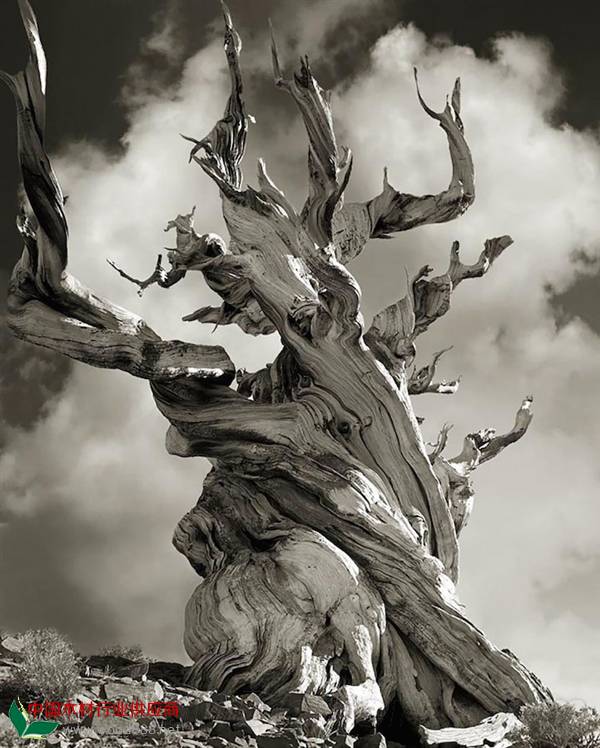 摄影师花14年拍到世界上比较古老的树木