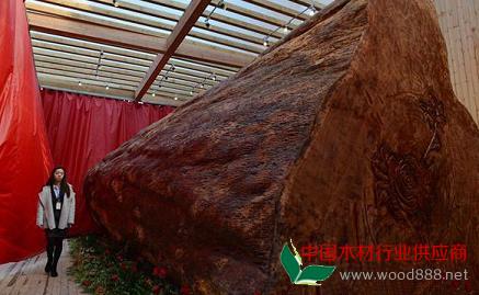 世界比较大木材几内亚玫瑰树 直径3.2米重62吨