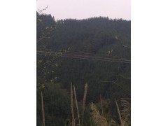 杉木林图1