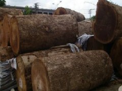 出售进口厂家直销 缅甸金丝楠木原木 进口金丝楠木木材批发图3