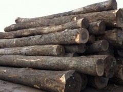 出售进口俄罗斯水曲柳原木 欧洲水曲柳板材原木无节材家具材