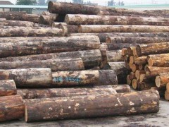 批发加拿大 铁杉原木 大口径原木 古建筑木材 港口直销售图3