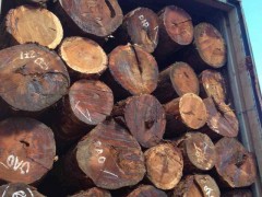 红高棉原木耐腐干燥慢质量好气干密度0.66g/cm3