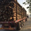出售一万立方优质湿地松木桩批发