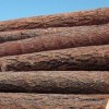俄罗斯原木 现货直销木材原木 进口规格材烘干无节松木 樟子松
