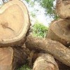 热销供应非洲柚木原木板材方料 园林建设 实木甲板木材原材