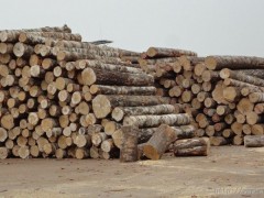 铁杉原木  铁杉板材   建筑木方  刨花板图1