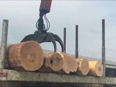 厂家直销欧洲进口榉木原木木材 加工板材 家具材现货 榉木原木