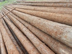 林厂直销原木 杉木 各种家具板材 工程专用木材图1