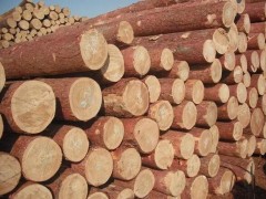樟子松，落叶松，杉木，板材，方料，建筑模板各种进口木材