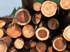 林厂直销原木 红椿 杉木 各种板材 质优价廉 欢迎选购