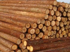 长期供应加工木材杉木建筑木方 杉木板材 杉木原木