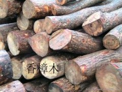 瑞祥木业基地常年供应原木 香樟木 质量优 保木材质量