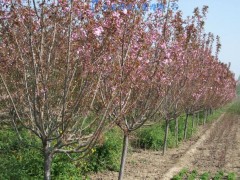 樱花树价格 樱花价格行情 樱花报价介绍图3