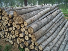 专业批发 优质 硬、软 杂木 质量保证 欢迎定制