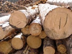 樟子松原木加工板材 实木 烘干板材 防腐木材 桦木原木