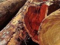 木材百科：良木非洲楝(Sipo)