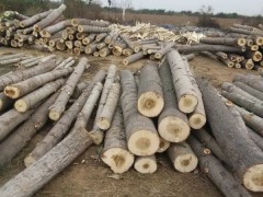 河南鑫星木业，大量批发杨木原木，价格优惠，质量保证