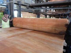 广东柏能木业源头直供南美旋切材,质优价廉图3