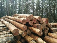山东澳大利亚桉木原木最新报价,青岛星特科木业大量批发