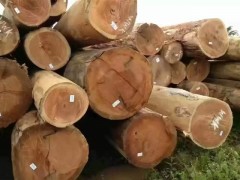 张家港克丽斯玎木材有限公司【巴西桉木】一手货源大量供应图1