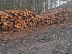 张家港克丽斯玎木材有限公司【巴西桉木】一手货源大量供应图2