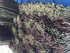 各种菜架竹大量有货,均可定制加工