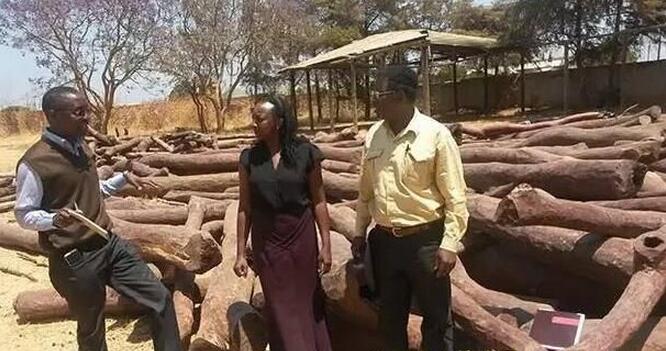 刚果木材出口大受影响 部分染料紫檀出口出现困难