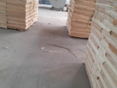 临沂杨木木皮杨木单板杨木家具板厂家联系方式明进木业联系方式