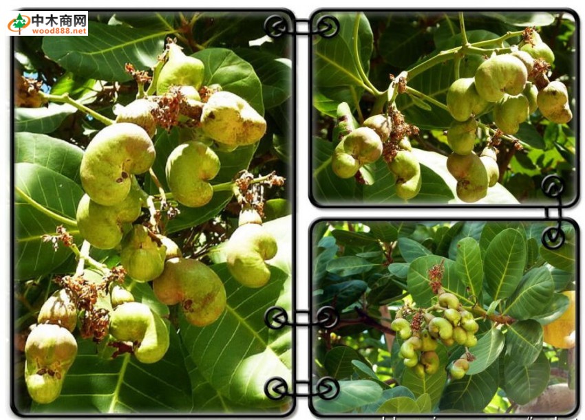 腰果树的形态特征及腰果树栽培技术价格