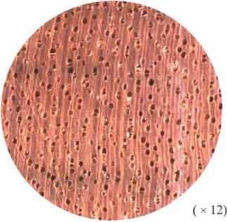 南洋地区进口木材名称：橄榄(红)Canarium SPP.