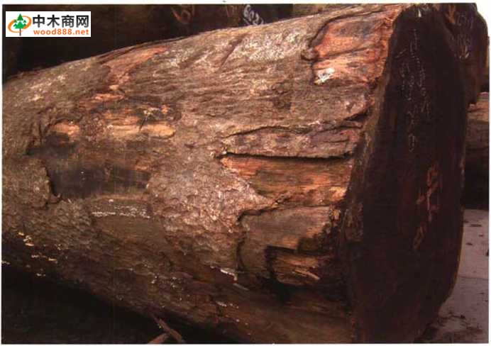 南洋地区进口木材名称：印茄 Intsia spp.