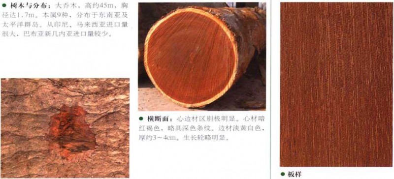 南洋地区进口木材名称：印茄 Intsia spp.