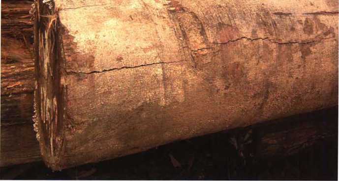 南洋地区进口木材名称：马尼尔豆 Maniltoa psylogyne