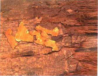 南洋地区进口木材名称：冠瓣木 Lophopetalum spp