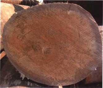 南洋地区进口木材名称：冠瓣木 Lophopetalum spp