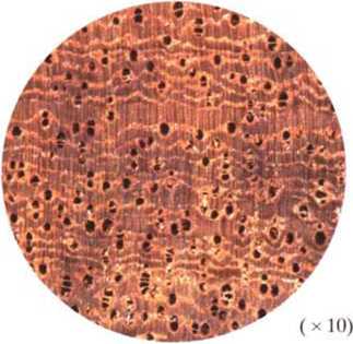 南洋地区进口木材名称：榄仁(黄)Terminalia spp.