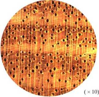 南洋地区进口木材名称：榄仁(红褐)Terminalia spp.