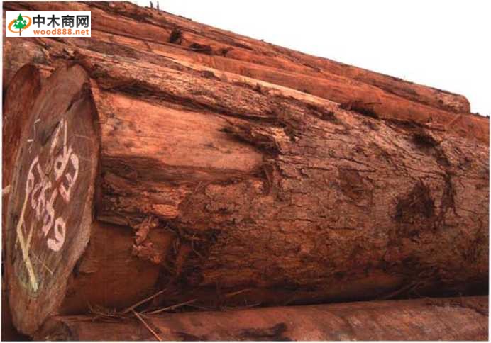 南洋地区进口木材名称：苏门达腊八果木 Octomeles sumatrana