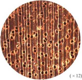 南洋地区进口木材名称：苏门达腊八果木 Octomeles sumatrana