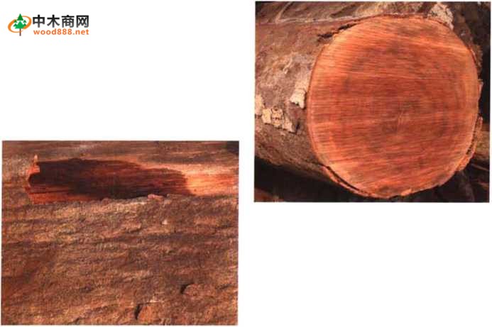 南洋地区进口木材名称：龙脑香 Dipterocarpusspp.