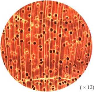 南洋地区进口木材名称：白娑罗双Shorea (Anthoshorea) spp.