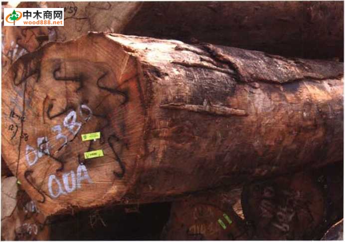 南洋地区进口木材名称：杜英 Elaeocarpus spp.