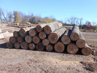 精品红橡原木美国滨州原木首选美国CK森林木业有限公司